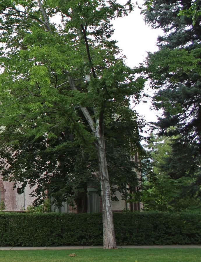 Richard Crawford Campbell House