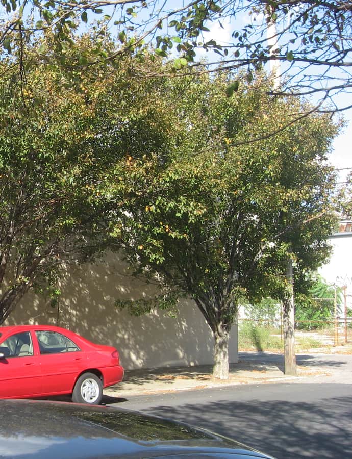 College Street Presbyterian Church
